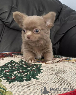 Photo №3. Teacup chihuahua puppies. United States