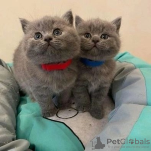 Photo №1. british shorthair - for sale in the city of Vergina | Is free | Announcement № 105514