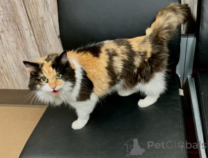 Photo №4. I will sell maine coon in the city of North. breeder - price - negotiated