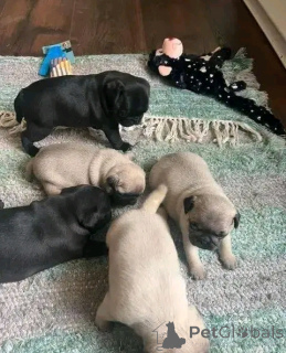 Photo №3. Pug puppies available Business WhatsApp 37256348129. Finland