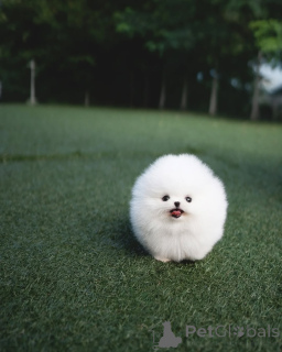 Photo №1. pomeranian - for sale in the city of Berlin | negotiated | Announcement № 154954