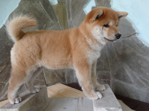 Photo №2 to announcement № 4580 for the sale of shiba inu - buy in Russian Federation private announcement