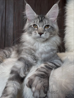 Photo №2 to announcement № 161211 for the sale of maine coon - buy in United States breeder