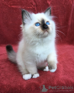 Photo №2 to announcement № 13787 for the sale of birman - buy in Czech Republic private announcement