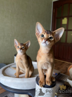 Photo №4. I will sell abyssinian cat in the city of Minsk. from nursery, breeder - price - 302$