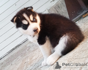 Photo №3. Husky babies. Finland