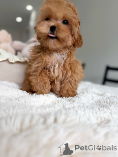 Photo №1. maltipu - for sale in the city of Munich | negotiated | Announcement № 165534