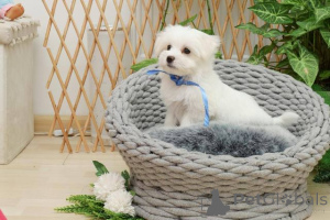 Photo №4. I will sell maltese dog in the city of Zrenjanin.  - price - negotiated