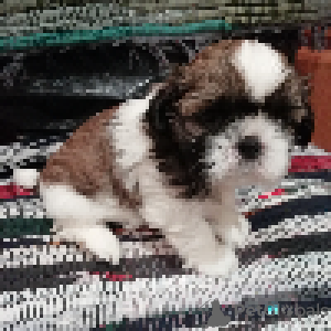 Additional photos: Purebred Shih Tzu puppies.