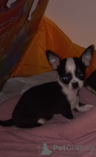 Photo №1. chihuahua - for sale in the city of Hurghada | 250$ | Announcement № 127617