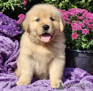 Photo №1. golden retriever - for sale in the city of Munich | 1000$ | Announcement № 103843