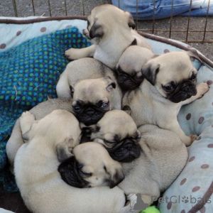 Photo №2 to announcement № 158712 for the sale of pug - buy in Germany private announcement