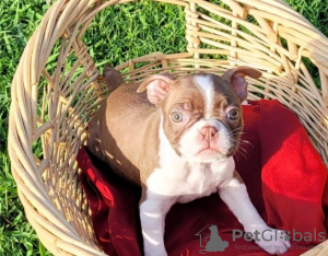 Photo №1. boston terrier - for sale in the city of Дублин | 282$ | Announcement № 129979