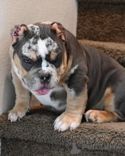 Photo №4. I will sell american bully in the city of Los Angeles. private announcement - price - 1000$