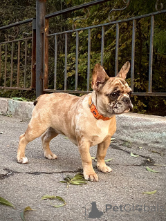 Photo №3. Marbled and brindle French Bulldogs. Kazakhstan