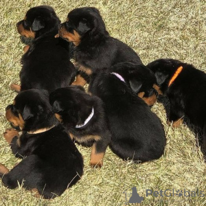 Photo №1. rottweiler - for sale in the city of Kazan | negotiated | Announcement № 20411