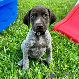 Photo №1. german shorthaired pointer - for sale in the city of Bremen | 581$ | Announcement № 120861