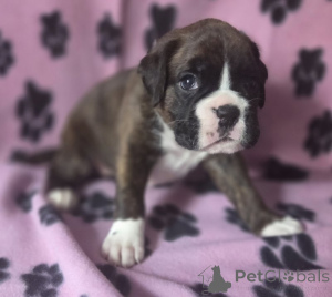 Photo №1. boxer - for sale in the city of Bamberg | negotiated | Announcement № 167572