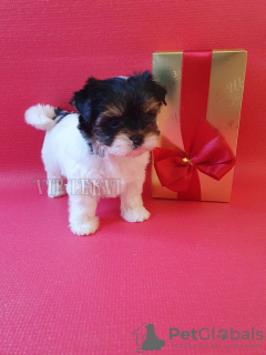 Photo №1. beaver yorkshire terrier - for sale in the city of Tbilisi | negotiated | Announcement № 105067