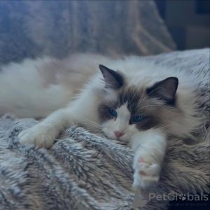 Photo №3. Adventurous, cuddly, and full of life Jasper is your daily dose of joy!. Switzerland