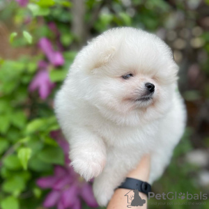 Photo №4. I will sell pomeranian in the city of Cochem. private announcement - price - 380$