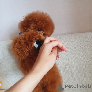 Photo №1. poodle (toy) - for sale in the city of Munich | 723$ | Announcement № 160692