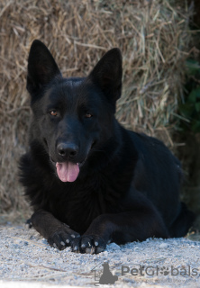 Photo №4. I will sell german shepherd in the city of Zaporizhia. private announcement - price - 360$