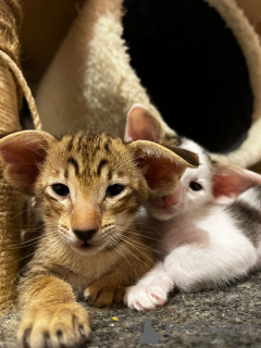 Photo №1. oriental shorthair - for sale in the city of Haifa | negotiated | Announcement № 77492