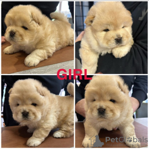 Photo №1. chow chow - for sale in the city of Genk | 376$ | Announcement № 131476