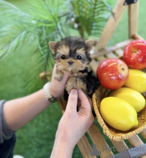 Photo №2 to announcement № 161812 for the sale of yorkshire terrier - buy in Slovakia 