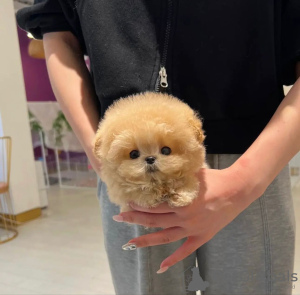 Photo №1. poodle (toy) - for sale in the city of Dubai | 17000$ | Announcement № 45551
