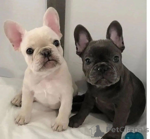 Photo №1. french bulldog - for sale in the city of Amsterdam | 774$ | Announcement № 160464
