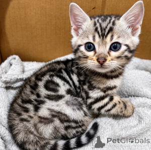 Photo №1. bengal cat - for sale in the city of Jünkerath | 361$ | Announcement № 178447