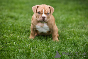 Additional photos: American Bully puppies for sale