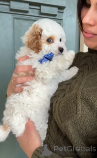 Photo №2 to announcement № 165233 for the sale of cavalier king charles spaniel - buy in Romania breeder