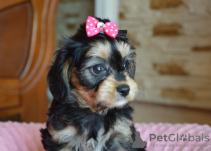 Photo №1. cavalier king charles spaniel - for sale in the city of Busko-Zdrój | 682$ | Announcement № 56031