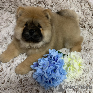 Photo №1. chow chow - for sale in the city of Ньюарк | 500$ | Announcement № 43294