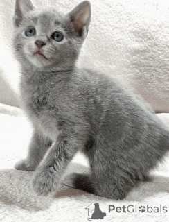 Photo №1. russian blue - for sale in the city of Hall in Tirol | 361$ | Announcement № 171177