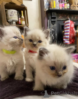 Photo №1. ragdoll - for sale in the city of Görlitz | 361$ | Announcement № 154973