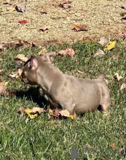 Photo №2 to announcement № 158585 for the sale of american bully - buy in United Kingdom private announcement
