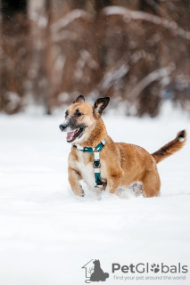 Additional photos: Miniature Lagertha is looking for a home! 5 month old puppy in good hands