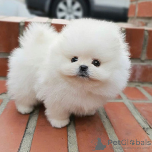 Photo №2 to announcement № 107179 for the sale of pomeranian - buy in Germany private announcement, breeder