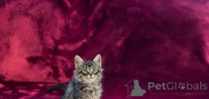 Photo №1. siberian cat - for sale in the city of Überlingen | 599$ | Announcement № 175999