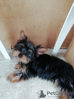 Photo №4. I will sell beaver yorkshire terrier, yorkshire terrier in the city of Tallinn. private announcement, from nursery, breeder - price - 475$