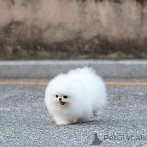 Photo №2 to announcement № 163593 for the sale of pomeranian - buy in Germany breeder