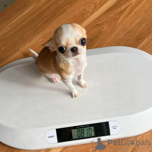 Photo №1. chihuahua - for sale in the city of Abercorn | negotiated | Announcement № 167153