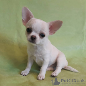 Photo №1. chihuahua - for sale in the city of Helmond | 473$ | Announcement № 13821