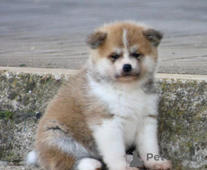 Photo №2 to announcement № 168858 for the sale of akita - buy in Italy private announcement