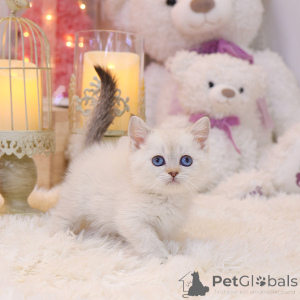 Photo №2 to announcement № 152256 for the sale of munchkin - buy in United States breeder