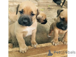 Photo №1. boerboel - for sale in the city of Hallstat | 361$ | Announcement № 170142